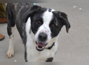 Second, ein Traum von einem Hund, absolut gutmütig und zugewandt