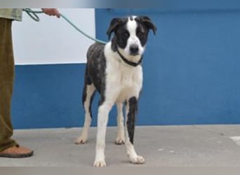 Second, ein Traum von einem Hund, absolut gutmütig und zugewandt