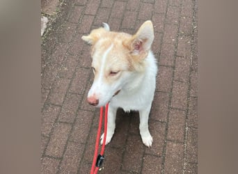 Charlie - Familienanschluss gesucht