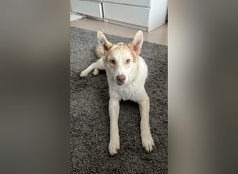 Charlie - Familienanschluss gesucht