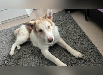 Charlie - Familienanschluss gesucht