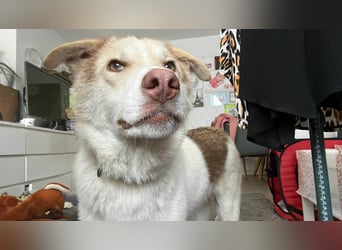 Charlie - Familienanschluss gesucht