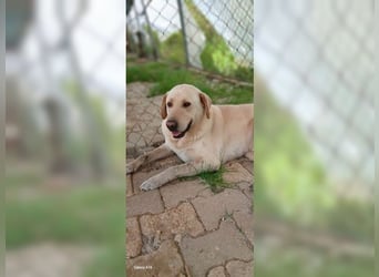Buddy, liebevoller Labrador Mischling