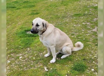 Kontess, gelassene, soziale Hündin