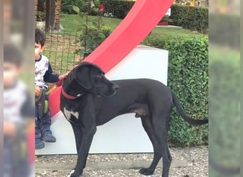 Nero,bildschöner Traumhund mit top Charakter
