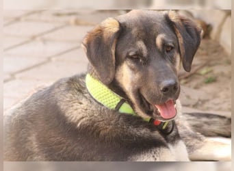 Riesenbaby Kian,ein Herzenshund