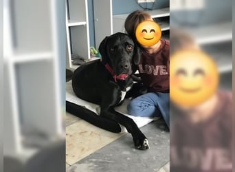 Nero,bildschöner Traumhund mit top Charakter