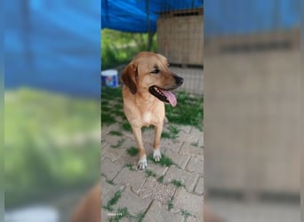 Nora, sanfte Hündin