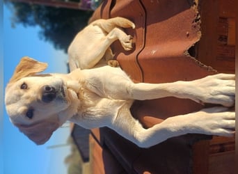 Liebevolle Mia, Golden Retriever Mischling