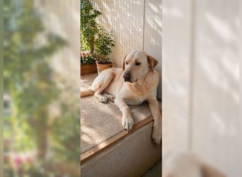Buddy, liebevoller Labrador Mischling