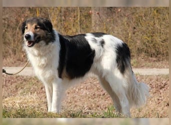 Freddy, bildschöner Herdenschutzhundmix