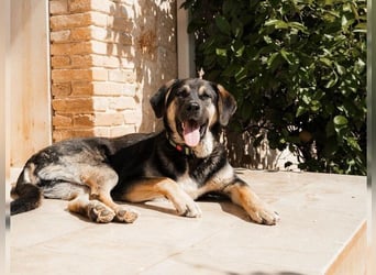 Riesenbaby Kian,ein Herzenshund