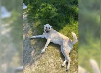 Kontess, gelassene, soziale Hündin