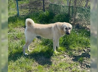 Kontess, gelassene, soziale Hündin