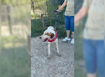 Sakiz, liebevolle Hündin mit einem großen Herzen