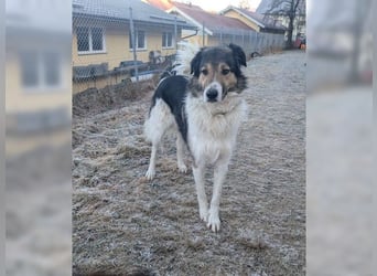Freddy, bildschöner Herdenschutzhundmix
