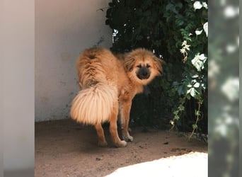 Puffy, eine ganz besondere Hündin