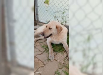 Buddy, liebevoller Labrador Mischling
