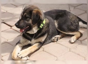 Riesenbaby Kian,ein Herzenshund