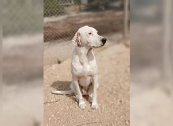 Sakiz, liebevolle Hündin mit einem großen Herzen