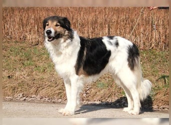 Freddy, bildschöner Herdenschutzhundmix