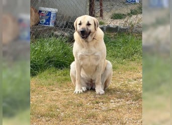 Kontess, gelassene, soziale Hündin