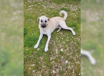 Kontess, gelassene, soziale Hündin