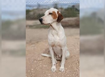 Sakiz, liebevolle Hündin mit einem großen Herzen