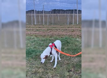 Sakiz, liebevolle Hündin mit einem großen Herzen