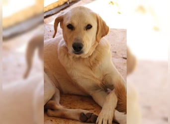 Liebevolle Mia, Golden Retriever Mischling