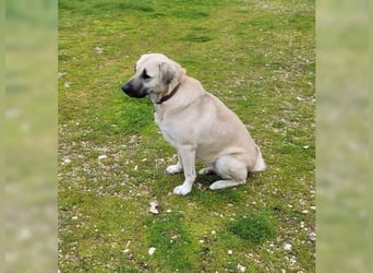 Kontess, gelassene, soziale Hündin