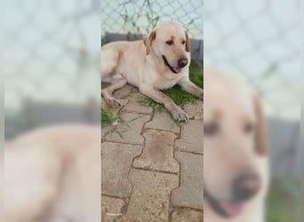 Buddy, liebevoller Labrador Mischling