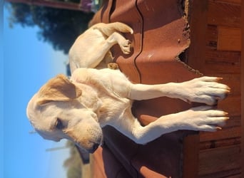 Liebevolle Mia, Golden Retriever Mischling