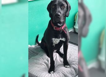 Nero,bildschöner Traumhund mit top Charakter