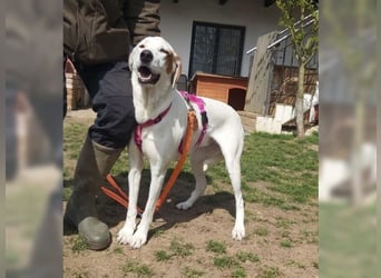 Sakiz, liebevolle Hündin mit einem großen Herzen