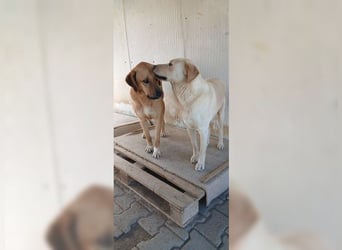 Buddy, liebevoller Labrador Mischling