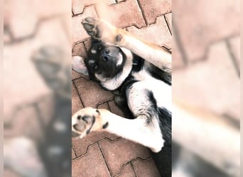 Riesenbaby Kian,ein Herzenshund