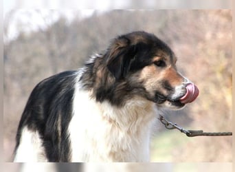 Freddy, bildschöner Herdenschutzhundmix