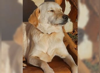 Liebevolle Mia, Golden Retriever Mischling