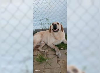 Buddy, liebevoller Labrador Mischling