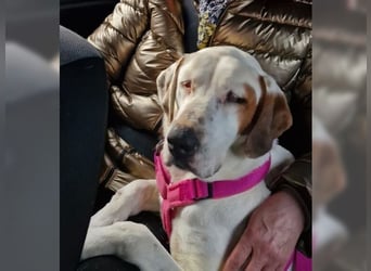 Sakiz, liebevolle Hündin mit einem großen Herzen