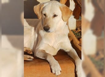 Liebevolle Mia, Golden Retriever Mischling