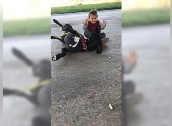 Nero,bildschöner Traumhund mit top Charakter