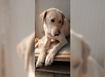 Buddy, liebevoller Labrador Mischling