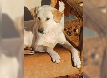 Liebevolle Mia, Golden Retriever Mischling