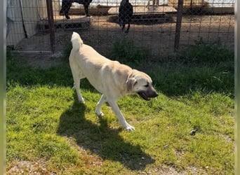 Kontess, gelassene, soziale Hündin