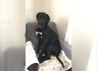 Nero,bildschöner Traumhund mit top Charakter