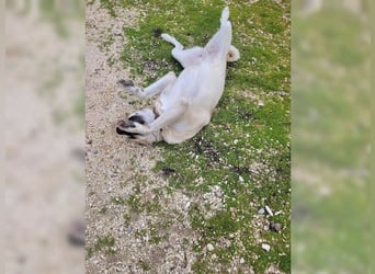 Kontess, gelassene, soziale Hündin