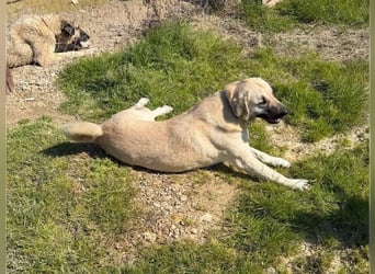 Kontess, gelassene, soziale Hündin