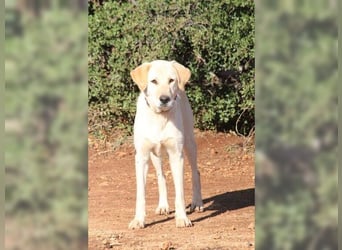 Liebevolle Mia, Golden Retriever Mischling